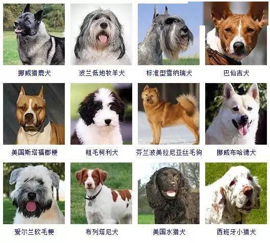 宠物调教等级和宠物面板忠诚上限的关系查询