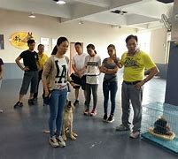 策略为王：成为最强宠物训练师的秘诀