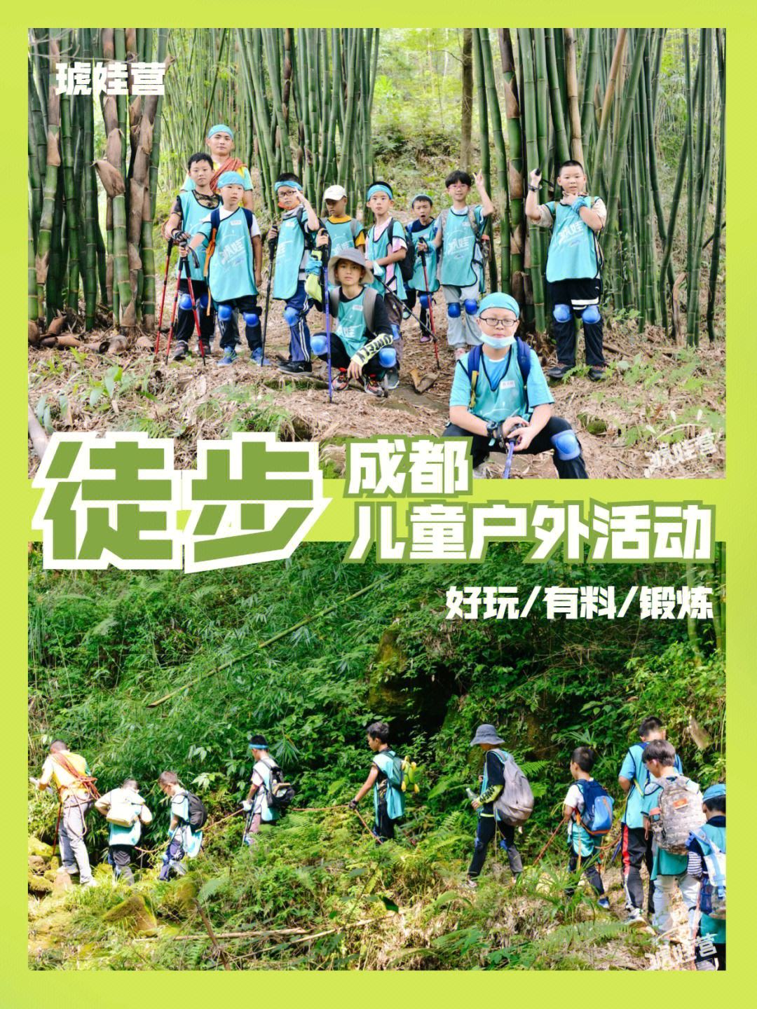 宠物大作战：组建强大团队征服挑战